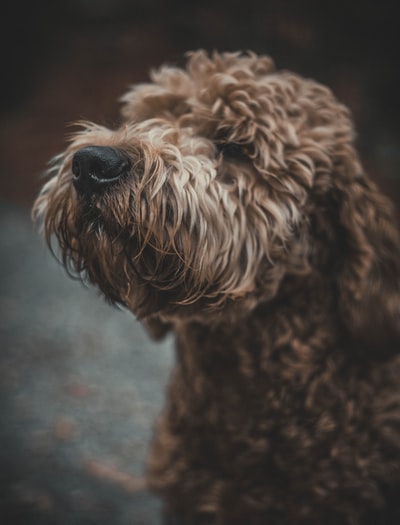 Long hair brown dog
